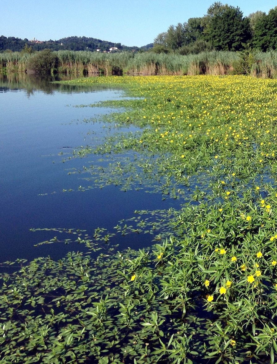 Copertina progetto Lotta integrata alla Ludwigia: strategie efficaci per la gestione dei canali