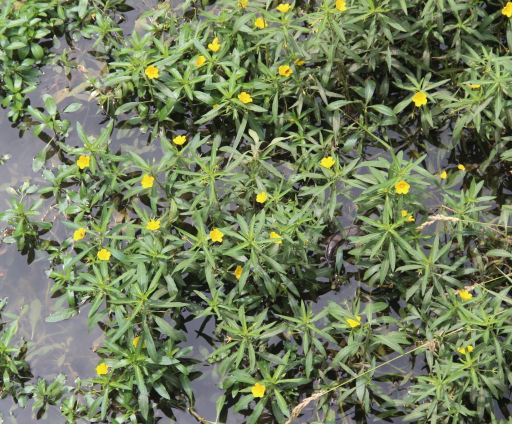 Strategie di contenimento della Ludwigia hexapetala nei canali: un approccio integrato