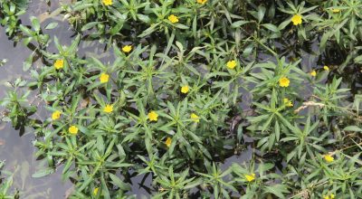 Strategie di contenimento della Ludwigia hexapetala nei canali: un approccio integrato