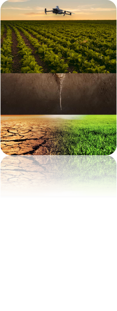 Studio dell’influenza del cambiamento climatico sulla produttività di alcune colture tipiche del veneto