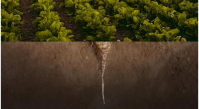 Studio dell’influenza del cambiamento climatico sulla produttività di alcune colture tipiche del veneto